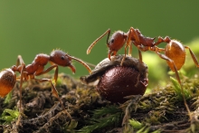 Aphaenogaster rudis ants with bloodroot seed