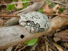 A toad sitting on a branch.