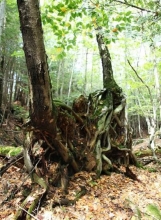 Birch trees growing on a withdrawn root mound.