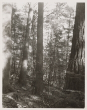 Historical image of old-growth trees at Pisgah Forest in NH