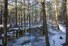 Image shows a black gum swamp covered in ice, snow, and water, with sunlight filtering through. By David Foster.