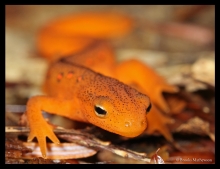 Red Eft by Brooks Mathewson