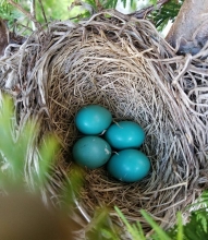 4 blue robin eggs in a nest 