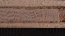Image shows a zoomed in section of the Eastern Hemlock's tree core. 