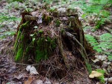 Image shows a rotting tree stump on the forest floor. By David Foster.