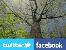 screenshot of the Witness Tree webcam showing the tree's canopy in spring, along with logos from Facebook and Twitter