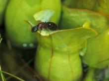 Ant in pitcher plant
