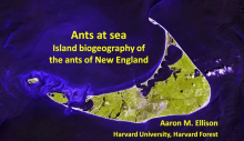 Ants at Sea: Island Bio Geography of The Ants of New England by Aaron M. Ellison