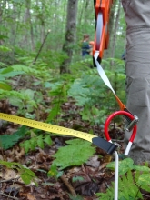 a scientist loops a transect measuring tape through a stake on the forest floor
