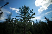 A young black spruce.