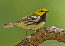 black-throated green warbler by Brooks Mathewson