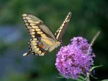 The Giant Swallowtail butterfly on a purple flower 