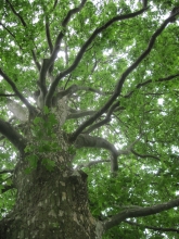 London planetree