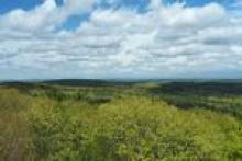 Forest From Tower