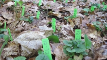 Green markers that are numbered and placed sticking out of the ground. 