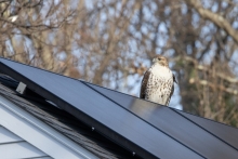 a hawk stands atop a roof mounted with solar panels with a forest in the background