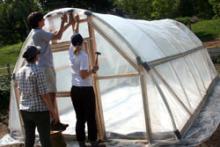 Hoop house for ragweed experiment
