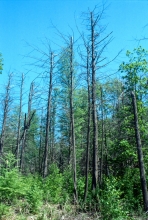 Hemlocks effected bu hemlock woolly adelgid 