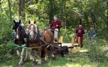 Using horses for scientific research at Simes