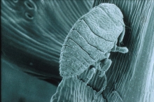 Hemlock Wooly Adelgid feeding 