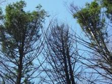 Effects of Hemlock woolly adelgid at Harvard Forest 
