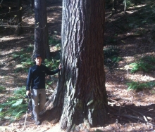 large pine at Ice Glen