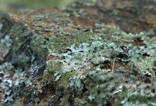Close of picture of lichen being studied by ecologist Anne Pringle