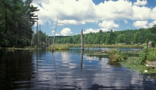 Lily pond 