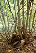 sprouting red maple stump