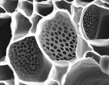 Phloem magnified - copyright American Society of Plant Biologists