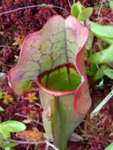 north american forest plants