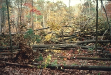 The Harvard Forest hurricane pulldown area 