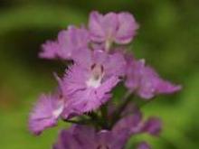 Purple Fringed Orchid