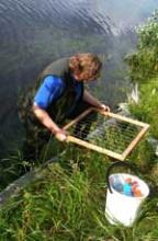 Elizabeth Crone studying riparian wildflowers 