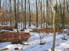 Soil warming plots