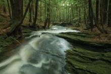 Hemlocks by stream