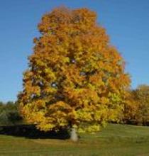 Sugar Maple in Fall