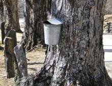 Maple Sugar Bucket