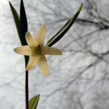 Uvularia sessilifolia