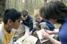 Vernal pool study at Harvard Forest 