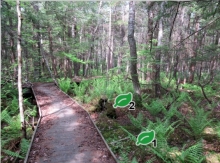 screenshot of virtual French Road trail, showing a wooden boardwalk through ferns and trees