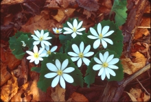 Sanguinaria canadensis