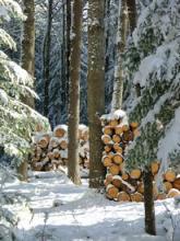 Woodpile in winter