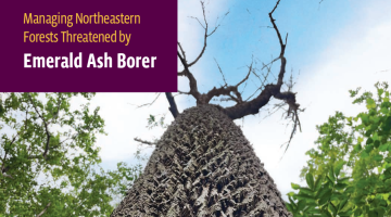 Image shows the report cover, which is a look up at the trunk and leafless canopy of an ash tree
