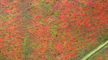 Image shows a close-up image of a leaf, with cellular-level coloration of greens, reds, and oranges. By John O'Keefe. 