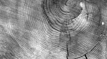 Image shows a black and white picture of a cross-section of a large hemlock analyzed by Bob Marshall on the Adams Fay Lot (1924). Photographer unknown.