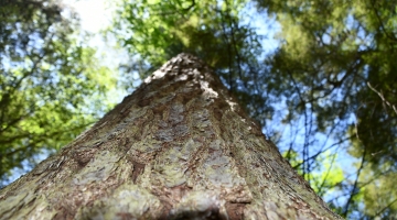 Photo of an old growth tree by Liz Thompson.