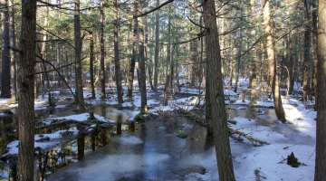 Image shows a black gum swamp covered in ice, snow, and water, with sunlight filtering through. By David Foster.