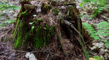 Image shows a rotting tree stump on the forest floor. By David Foster.