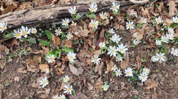 Image shows bloodroot in bloom.